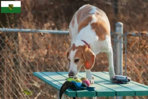 Scopri di più sull'articolo Allevatori di Beagle Harrier e cuccioli in Sassonia