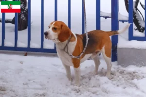 Scopri di più sull'articolo Allevatori di Beagle Harrier e cuccioli in Nord Reno-Westfalia