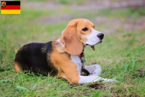 Scopri di più sull'articolo Allevatori di Beagle Harrier e cuccioli in Renania-Palatinato