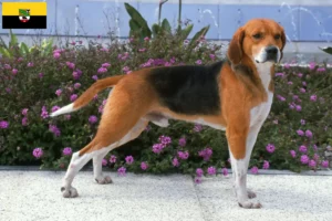 Scopri di più sull'articolo Allevamenti di Beagle Harrier e cuccioli in Sassonia-Anhalt