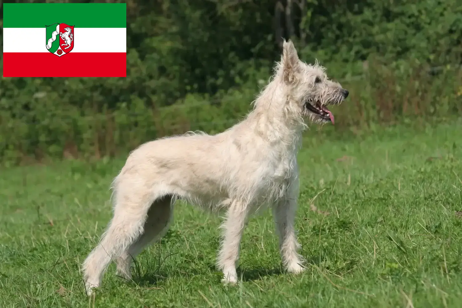 Cuccioli di Bouvier des Ardennes e allevatori della Renania Settentrionale-Vestfalia Qui troverete gli allevatori di Bouvier des Ardennes della Renania Settentrionale-Vestfalia.