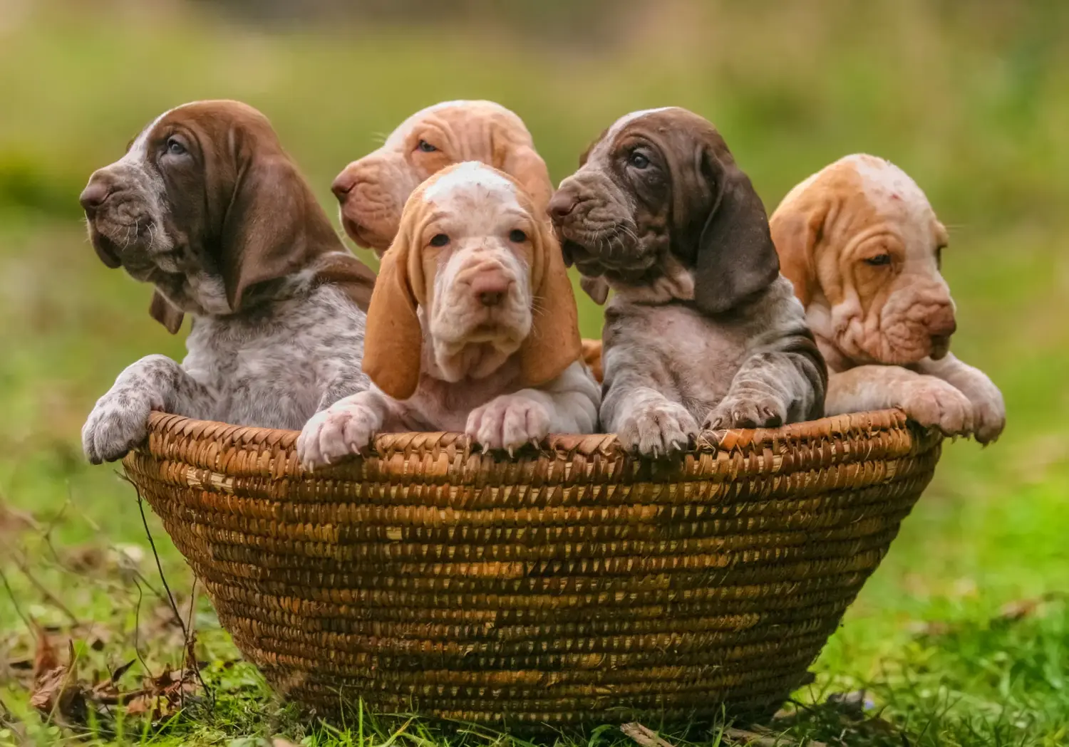 Acquistare un cucciolo di Bracco Italiano significa assumersi delle responsabilità! Comprare cuccioli di Bracco Italiano.