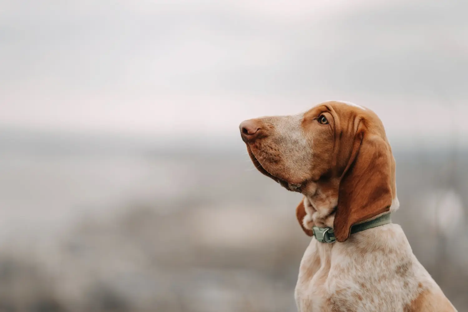 Acquistare un cucciolo di Bracco Italiano significa assumersi delle responsabilità! Comprare cuccioli di Bracco Italiano.