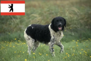 Scopri di più sull'articolo Allevatore di cani d’acqua frisoni e cuccioli a Berlino