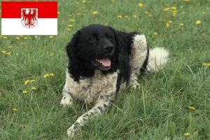 Scopri di più sull'articolo Allevatore di cani d’acqua frisoni e cuccioli in Brandeburgo