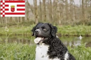 Scopri di più sull'articolo Cane d’acqua frisone Allevatore e cuccioli a Brema