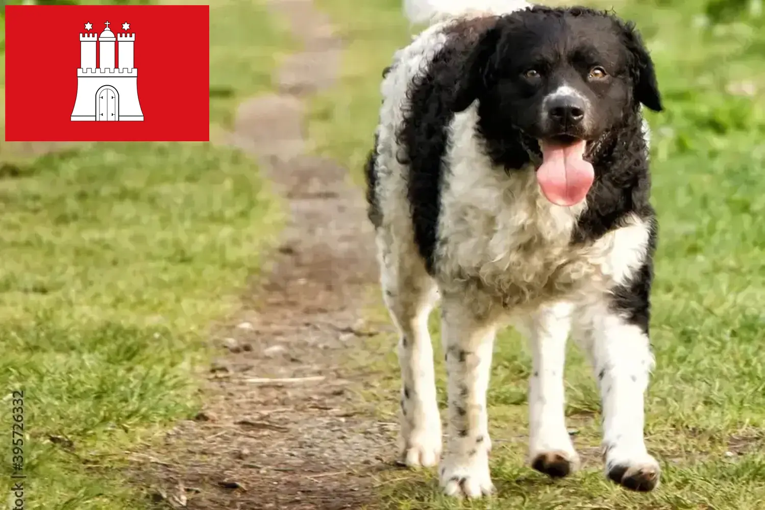 Cuccioli di cane d'acqua frisone e allevatore di Amburgo Qui potete trovare allevatori di cani d'acqua frisoni a Amburgo.