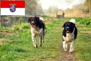Scopri di più sull'articolo Allevatori di cani d’acqua frisoni e cuccioli a Hessen