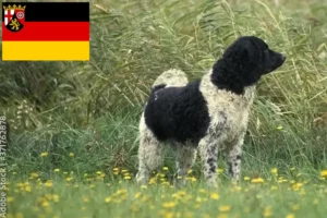 Scopri di più sull'articolo Allevatori di cani d’acqua frisoni e cuccioli in Renania-Palatinato