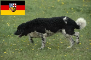 Scopri di più sull'articolo Allevatori di cani d’acqua frisoni e cuccioli in Saarland