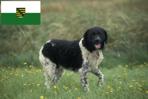 Scopri di più sull'articolo Allevatore di cani d’acqua frisoni e cuccioli in Sassonia
