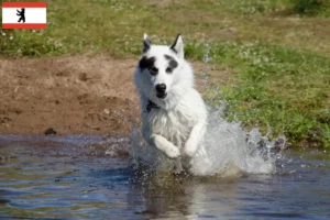 Scopri di più sull'articolo Allevatore di cani eschimesi canadesi e cuccioli a Berlino