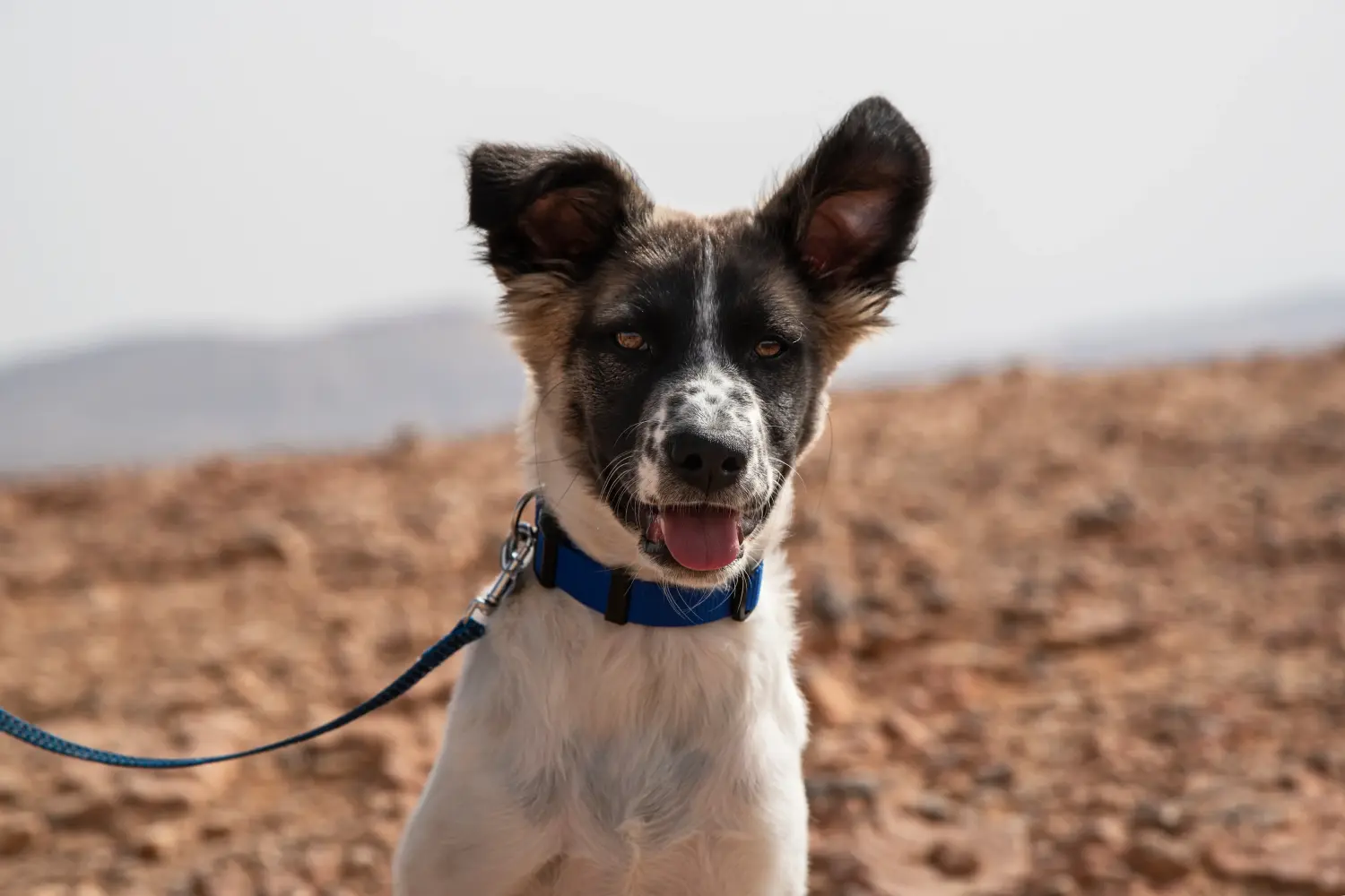 Acquistare un cucciolo di Canaan Dog significa assumersi delle responsabilità! Comprare cuccioli di cane Canaan.