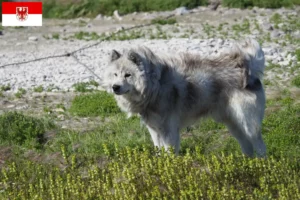 Scopri di più sull'articolo Allevatore di cani eschimesi canadesi e cuccioli a Brandeburgo