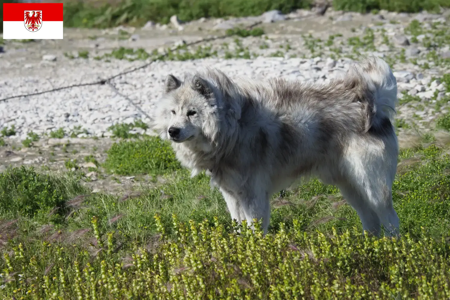 Scopri di più sull'articolo Allevatore di cani eschimesi canadesi e cuccioli a Brandeburgo