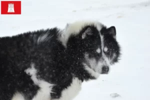Scopri di più sull'articolo Allevatore di cani eschimesi canadesi e cuccioli a Amburgo