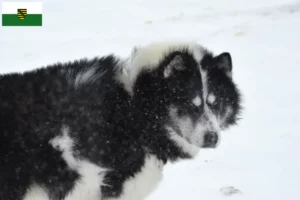 Scopri di più sull'articolo Allevatore di cani eschimesi canadesi e cuccioli in Sassonia