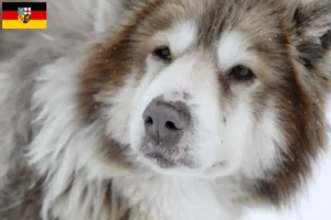 Scopri di più sull'articolo Allevatore di cani eschimesi canadesi e cuccioli in Saarland