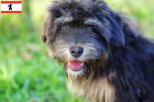 Scopri di più sull'articolo Allevatori di Cão da Serra de Aires e cuccioli a Berlino