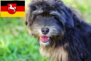 Scopri di più sull'articolo Cão da Serra de Aires allevatori e cuccioli in Bassa Sassonia