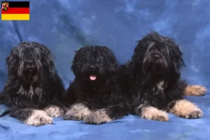 Scopri di più sull'articolo Allevatori di Cão da Serra de Aires e cuccioli in Renania-Palatinato