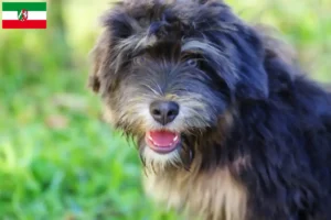 Scopri di più sull'articolo Allevatori e cuccioli di Cão da Serra de Aires in Nordreno-Vestfalia