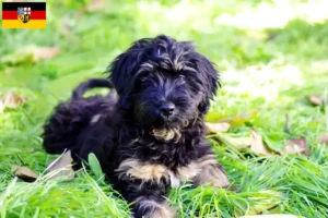 Scopri di più sull'articolo Allevatori di Cão da Serra de Aires e cuccioli in Saarland