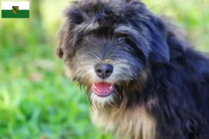 Scopri di più sull'articolo Cão da Serra de Aires allevatori e cuccioli in Sassonia