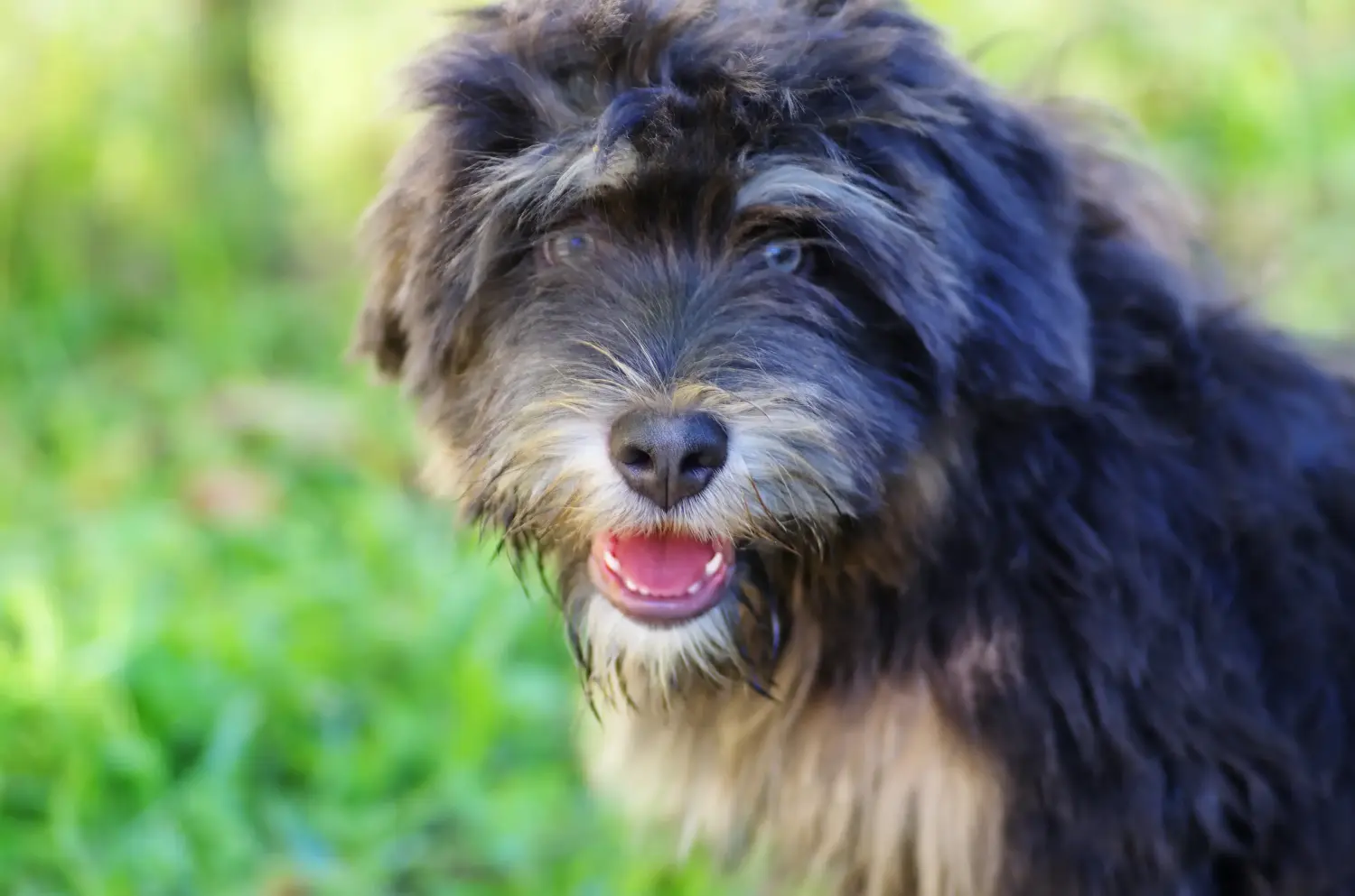 Acquistare un cucciolo di Cão da Serra de Aires significa assumersi una responsabilità! Acquistare cuccioli di Cão da Serra de Aires.