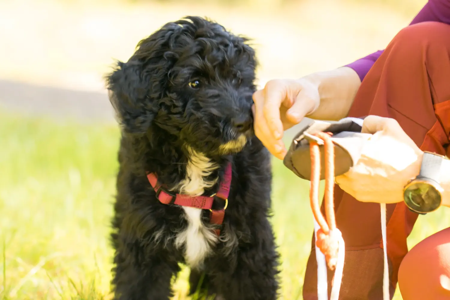 Acquistare un cucciolo di Aussiedoodle significa assumersi delle responsabilità! Comprare cuccioli di Aussiedoodle.