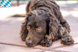Scopri di più sull'articolo Allevatori di American Water Spaniel e cuccioli in Baviera