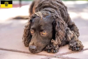 Scopri di più sull'articolo Allevatori e cuccioli di American Water Spaniel in Baden-Württemberg