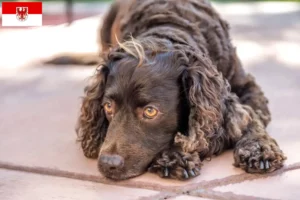 Scopri di più sull'articolo Allevatori di American Water Spaniel e cuccioli a Brandenburg