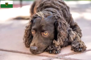 Scopri di più sull'articolo Allevatori di American Water Spaniel e cuccioli in Sassonia