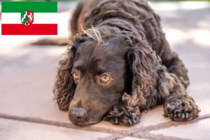 Scopri di più sull'articolo Allevatori di American Water Spaniel e cuccioli in Nord Reno-Westfalia