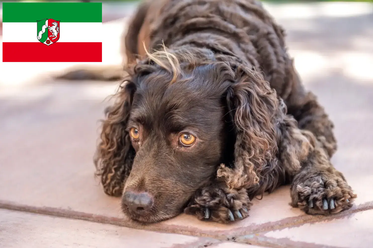 Scopri di più sull'articolo Allevatori di American Water Spaniel e cuccioli in Nord Reno-Westfalia