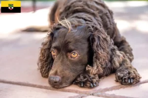 Scopri di più sull'articolo Allevatori di American Water Spaniel e cuccioli in Sassonia-Anhalt