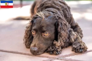 Scopri di più sull'articolo Allevatori e cuccioli di American Water Spaniel in Schleswig-Holstein