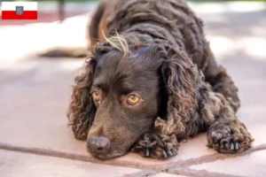Scopri di più sull'articolo Allevatori di American Water Spaniel e cuccioli in Turingia