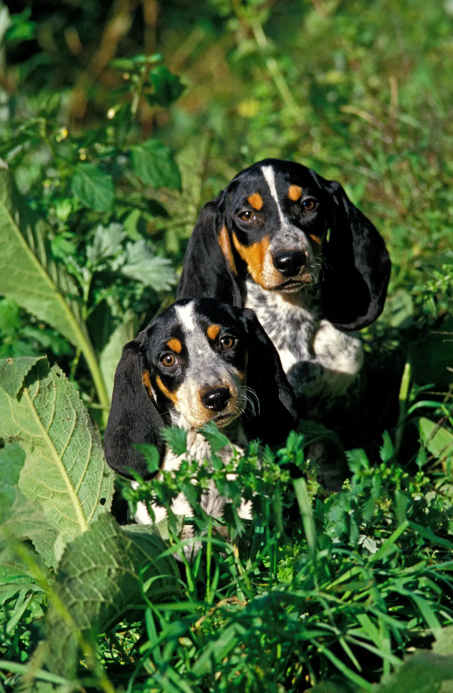Acquistare un cucciolo di Basset bleu de Gascogne significa assumersi delle responsabilità! Comprare cuccioli di Basset bleu de Gascogne.