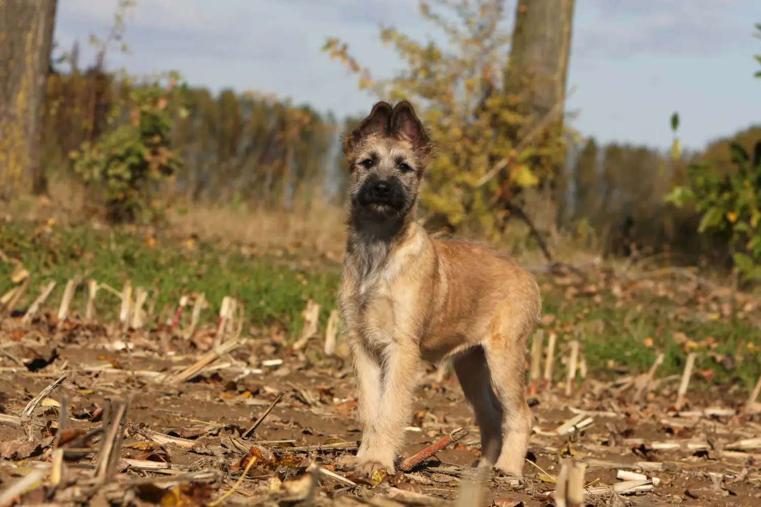 Acquistare un cucciolo di Bouvier des Ardennes significa assumersi delle responsabilità! Comprare cuccioli di Bouvier des Ardennes.