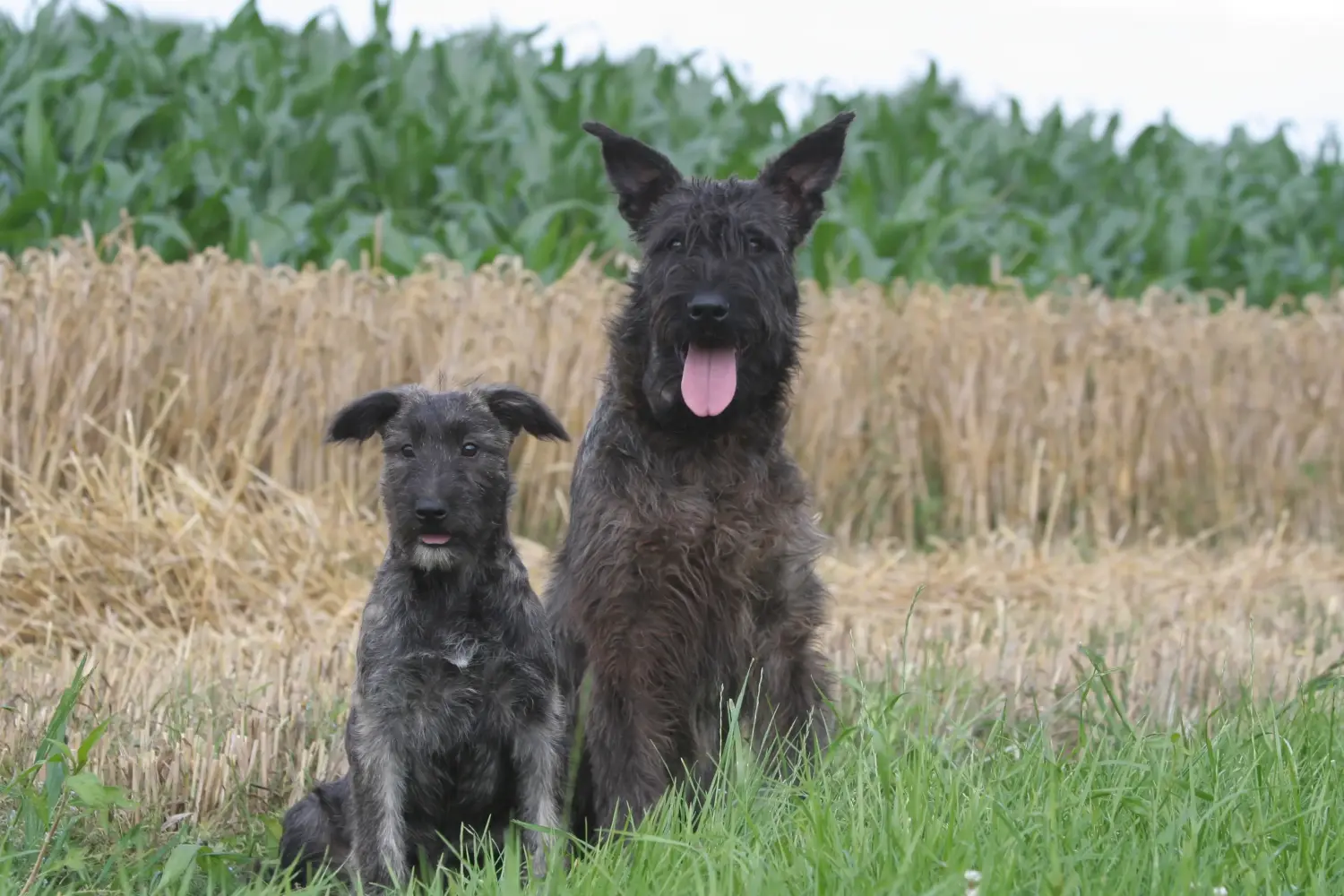 Acquistare un cucciolo di Bouvier des Ardennes significa assumersi delle responsabilità! Comprare cuccioli di Bouvier des Ardennes.