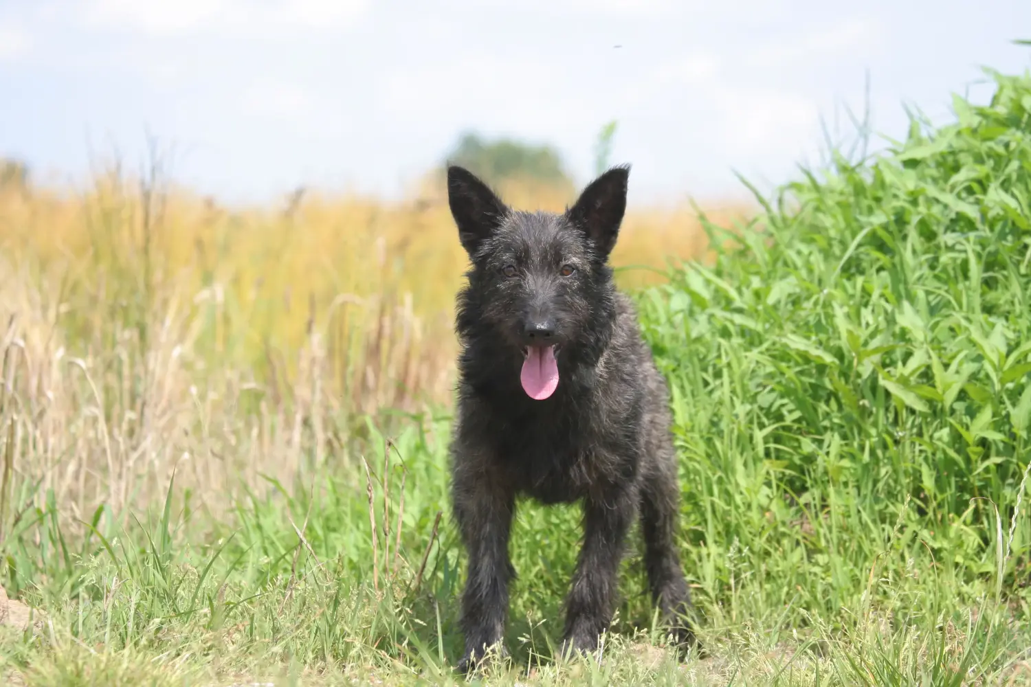 Acquistare un cucciolo di Bouvier des Ardennes significa assumersi delle responsabilità! Comprare cuccioli di Bouvier des Ardennes.