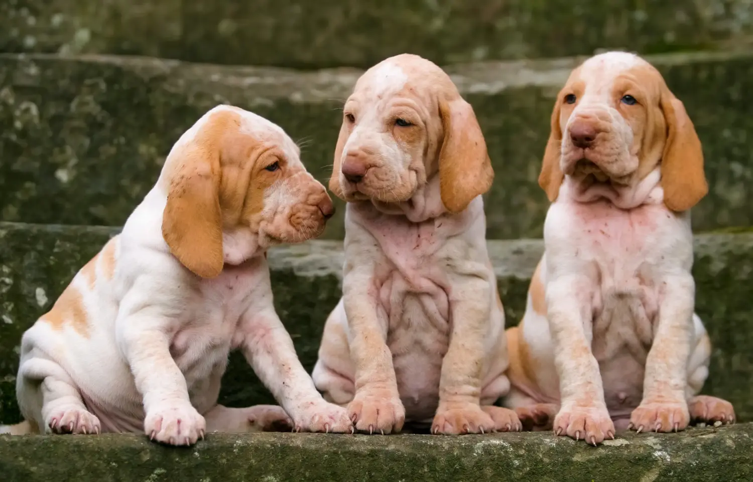 Acquistare un cucciolo di Bracco Italiano significa assumersi delle responsabilità! Comprare cuccioli di Bracco Italiano.