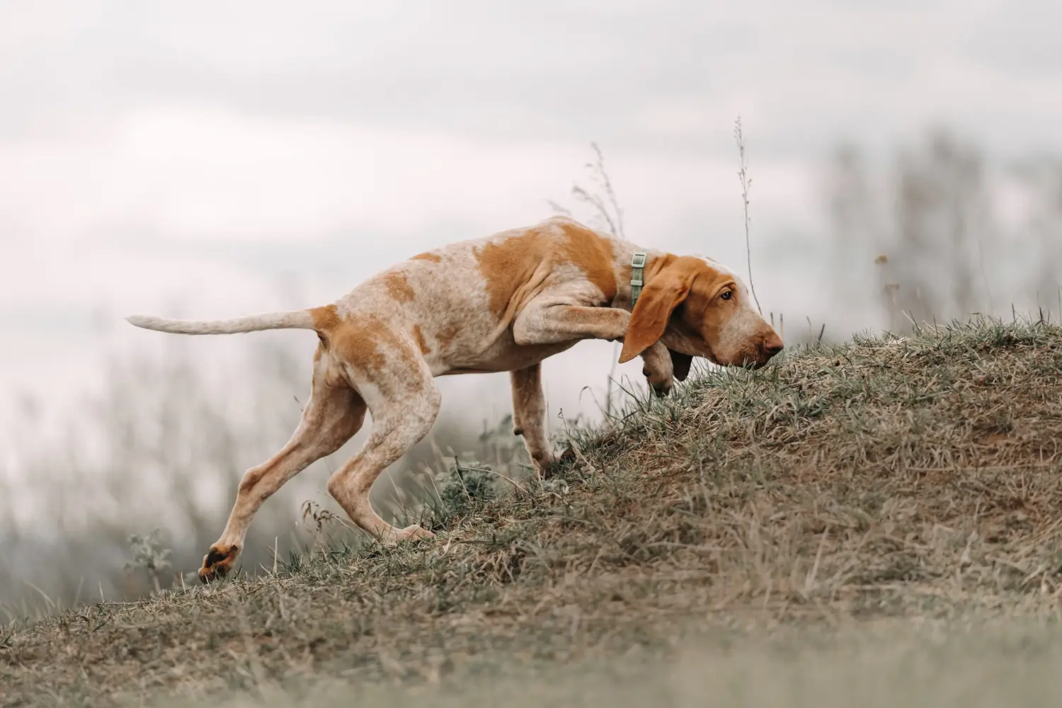 Acquistare un cucciolo di Bracco Italiano significa assumersi delle responsabilità! Comprare cuccioli di Bracco Italiano.