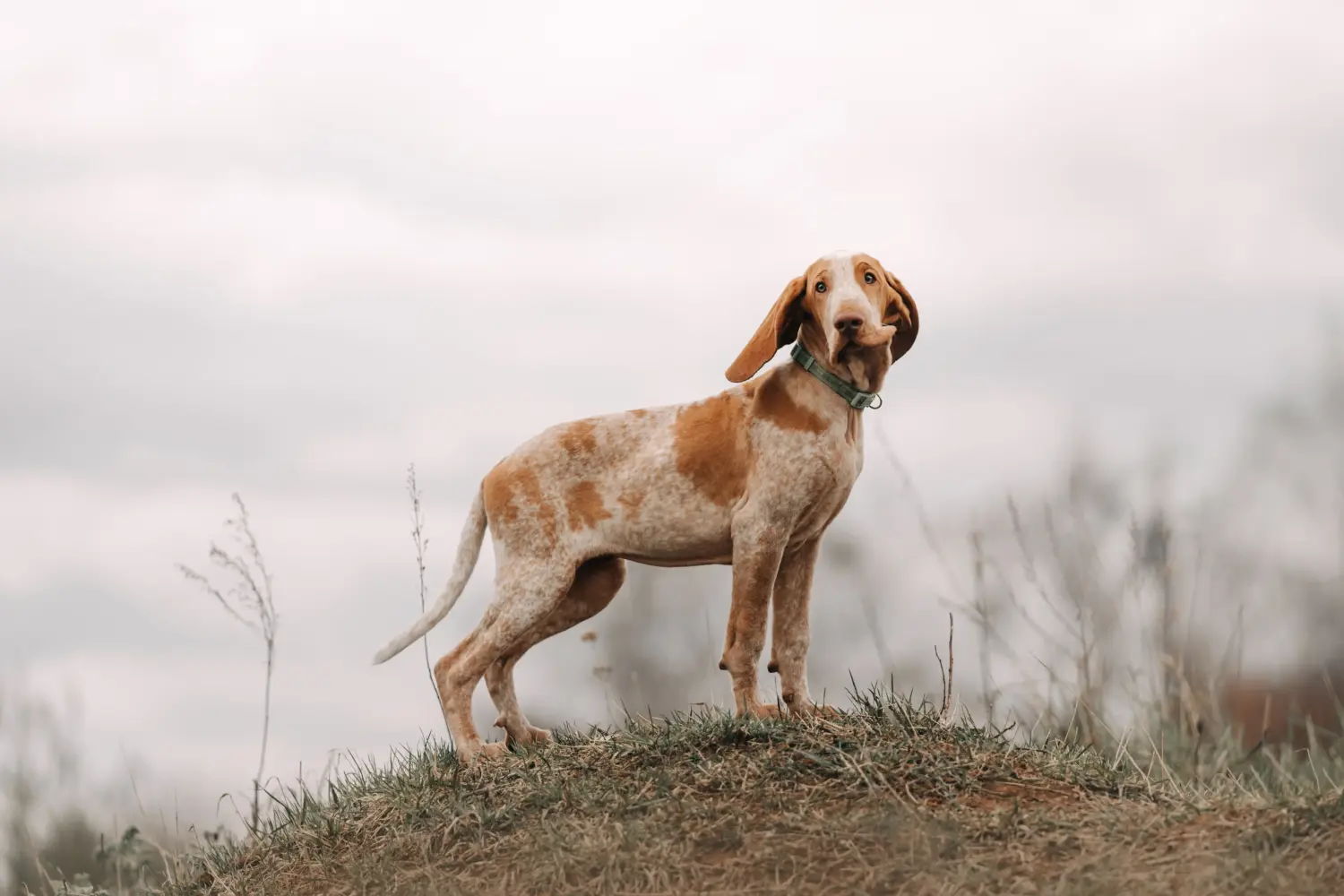 Acquistare un cucciolo di Bracco Italiano significa assumersi delle responsabilità! Comprare cuccioli di Bracco Italiano.