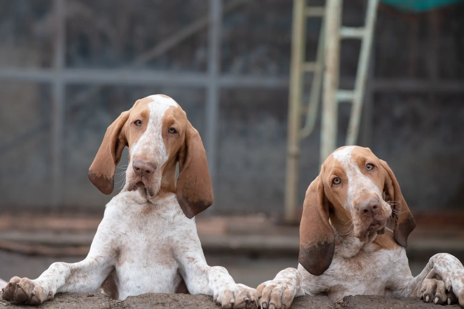 Acquistare un cucciolo di Bracco Italiano significa assumersi delle responsabilità! Comprare cuccioli di Bracco Italiano.