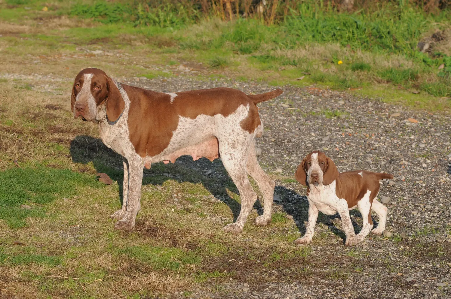 Acquistare un cucciolo di Bracco Italiano significa assumersi delle responsabilità! Comprare cuccioli di Bracco Italiano.