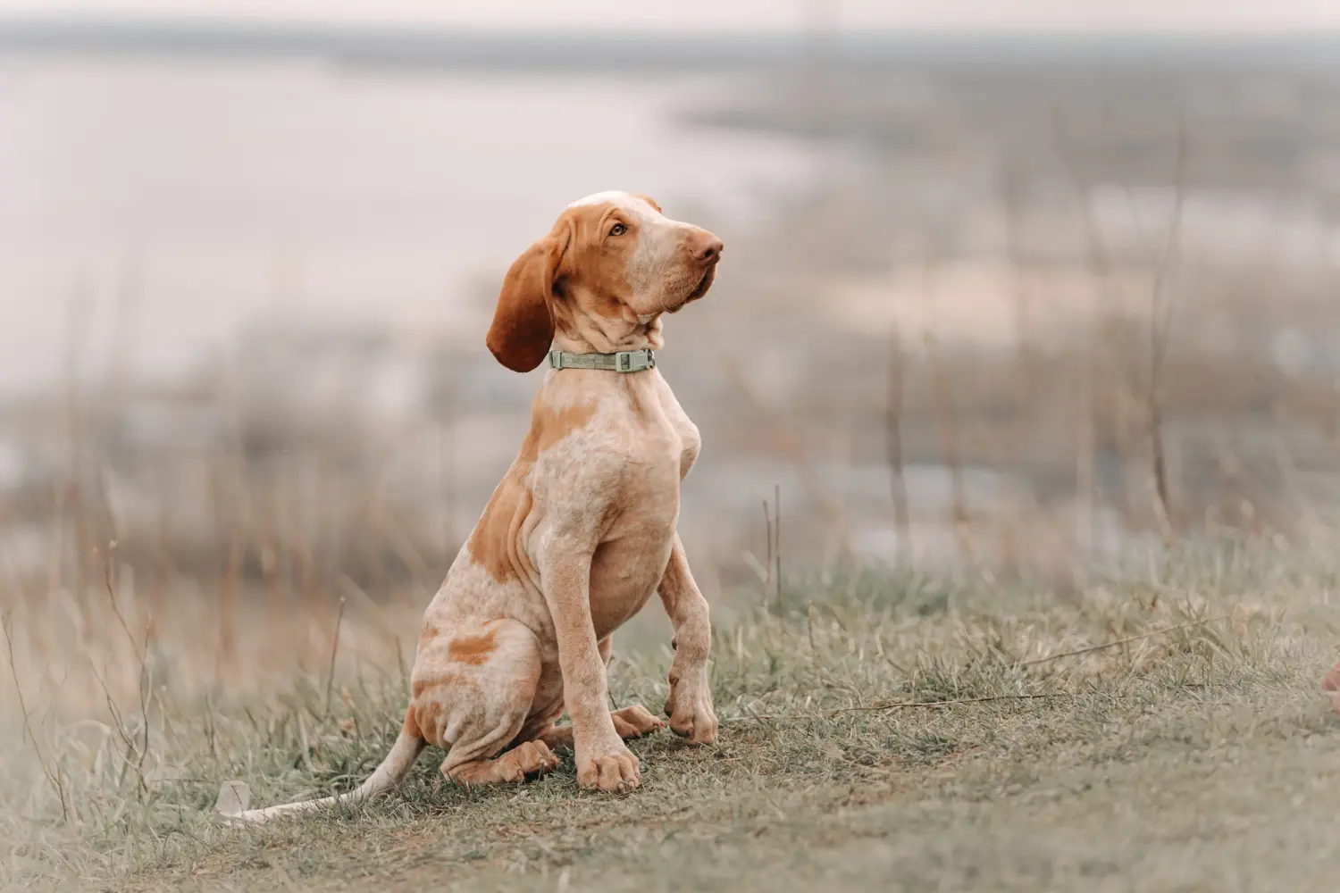 Acquistare un cucciolo di Bracco Italiano significa assumersi delle responsabilità! Comprare cuccioli di Bracco Italiano.