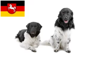 Scopri di più sull'articolo Allevatori di cani d’acqua frisoni e cuccioli in Bassa Sassonia